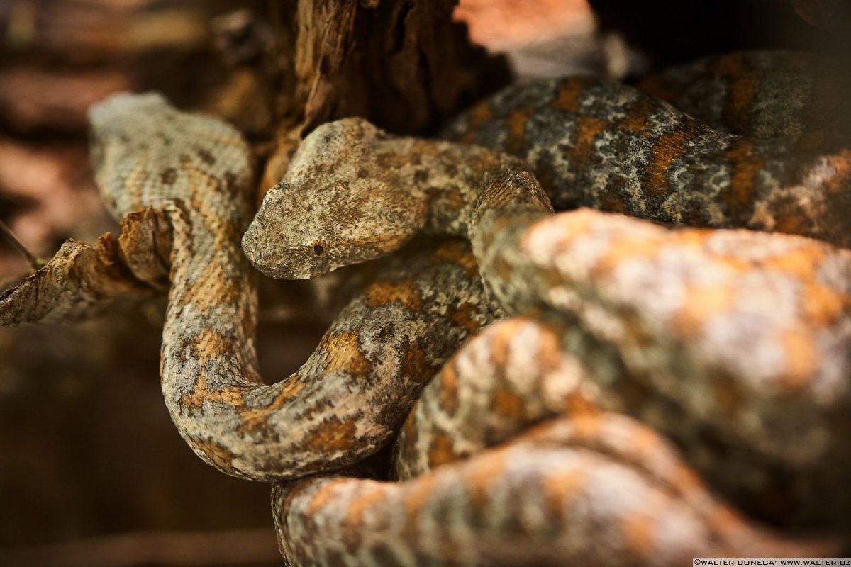 Macrovipera lebetina Mostra serpenti - Reptiles Nest