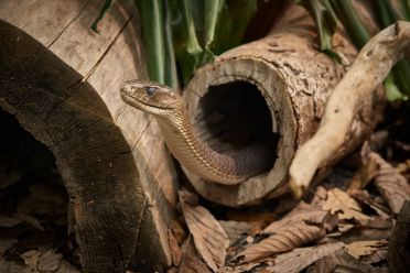 Mostra serpenti - Reptiles Nest