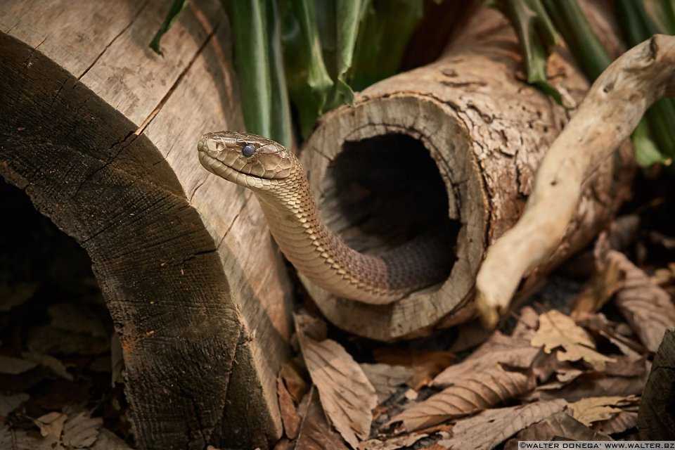 Mamba nero Mostra serpenti - Reptiles Nest