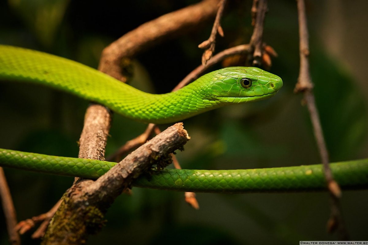 Mamba verde orientale Mostra serpenti - Reptiles Nest