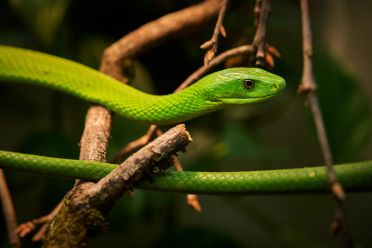Mostra serpenti - Reptiles Nest
