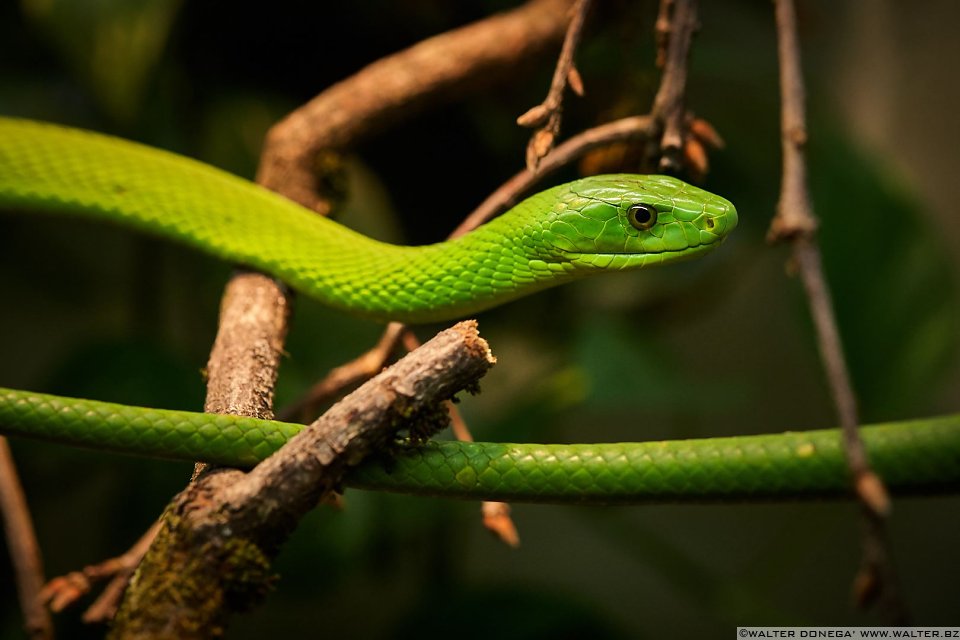 Mamba verde orientale Mostra serpenti - Reptiles Nest