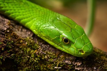 Mostra serpenti - Reptiles Nest