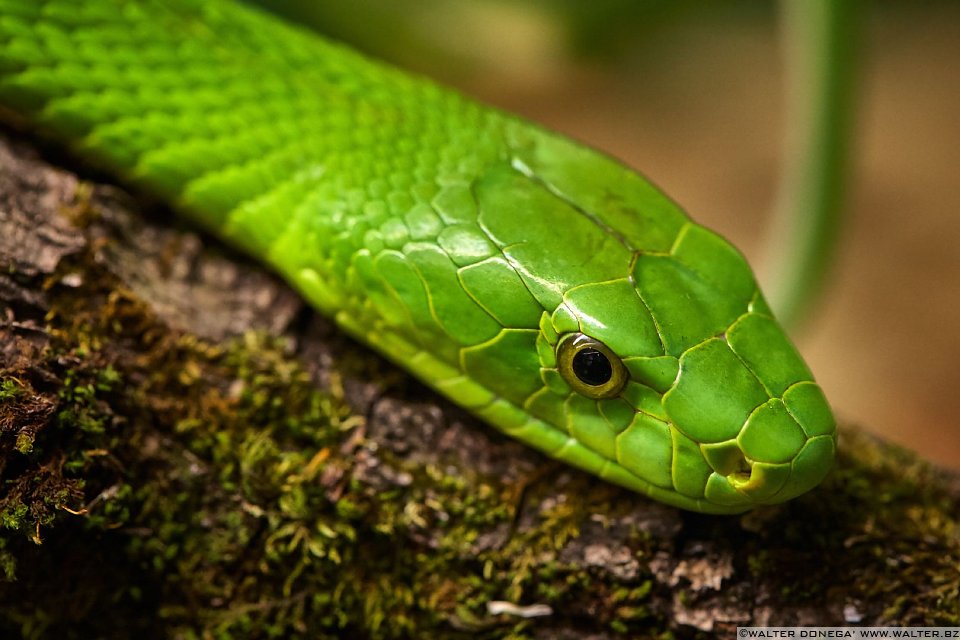 Mamba verde orientale Mostra serpenti - Reptiles Nest