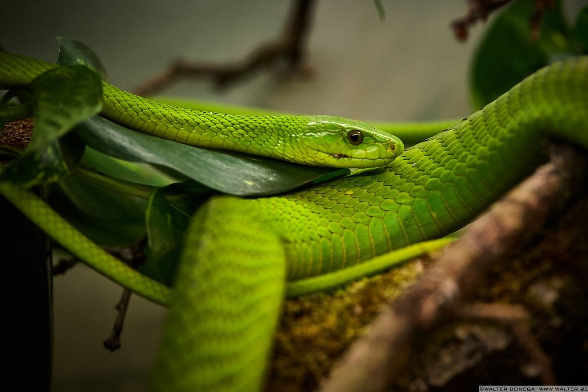 Mamba verde orientale Mostra serpenti - Reptiles Nest