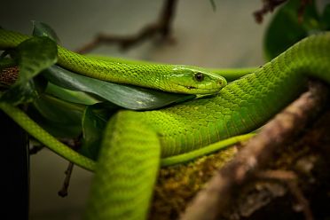 Mostra serpenti - Reptiles Nest