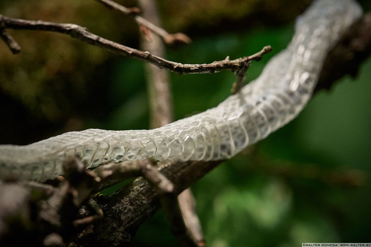 Pelle di vipera cornuta delle palme Mostra serpenti - Reptiles Nest