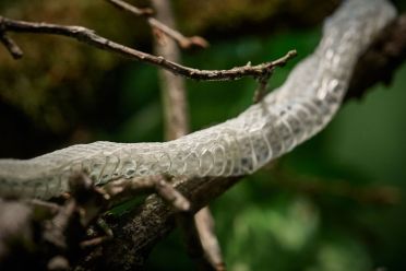 Mostra serpenti - Reptiles Nest