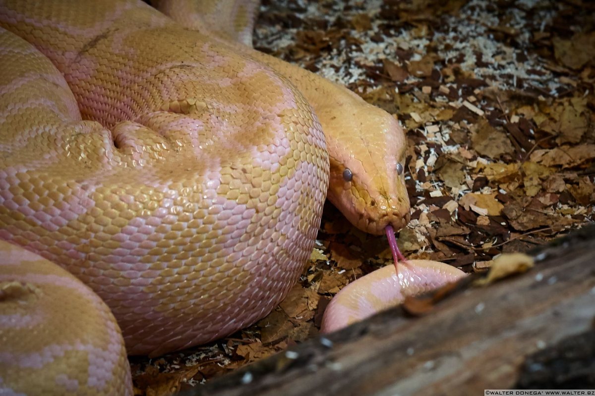 Pitone delle rocce indiano albino Mostra serpenti - Reptiles Nest