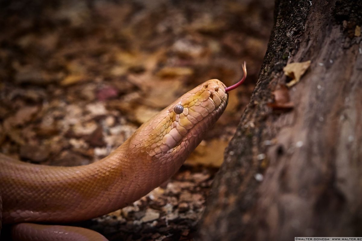 Pitone delle rocce indiano albino Mostra serpenti - Reptiles Nest