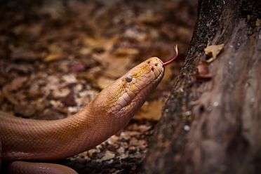 Mostra serpenti - Reptiles Nest