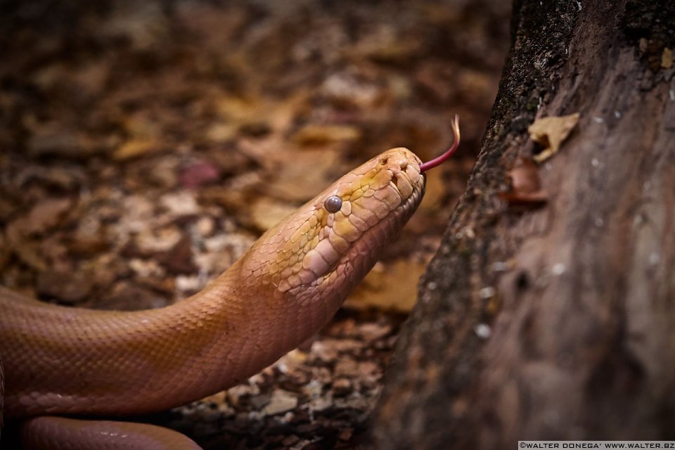 Pitone delle rocce indiano albino Mostra serpenti - Reptiles Nest