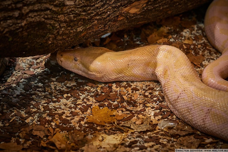 Pitone delle rocce indiano albino Mostra serpenti - Reptiles Nest