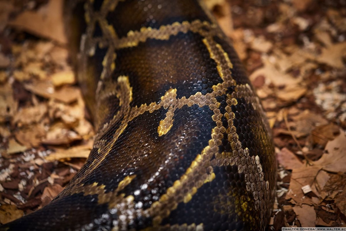 Pitone delle rocce indiano Mostra serpenti - Reptiles Nest