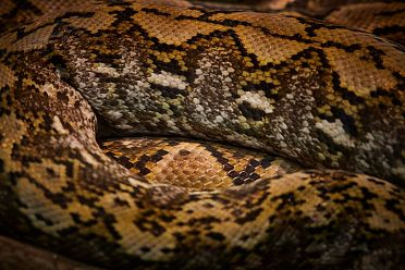 Mostra serpenti - Reptiles Nest