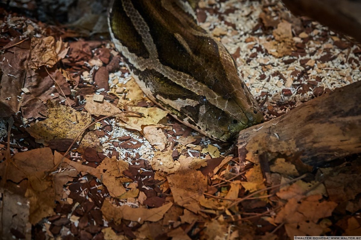 Pitone reticolato Mostra serpenti - Reptiles Nest