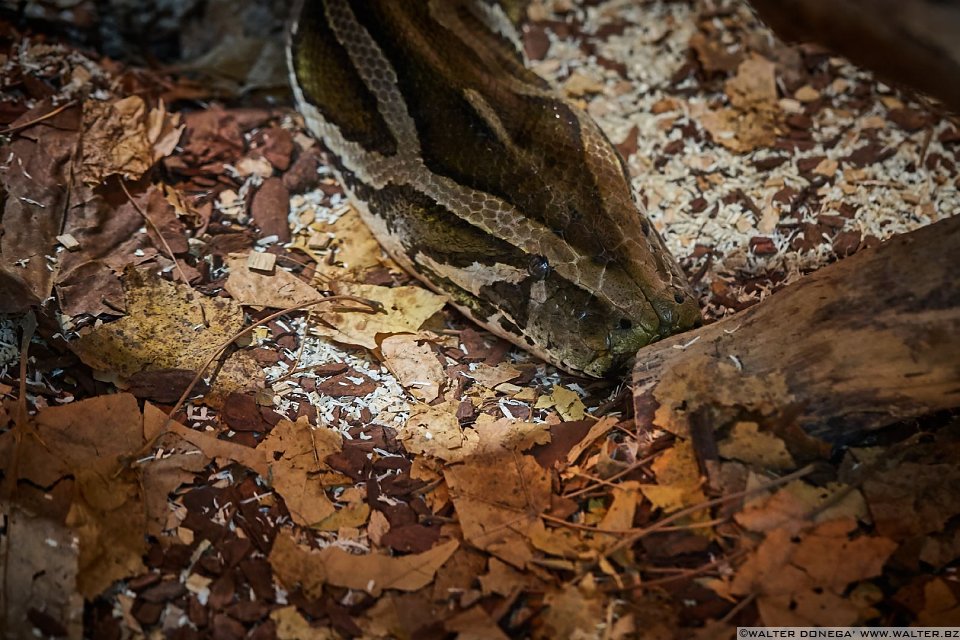 Pitone reticolato Mostra serpenti - Reptiles Nest