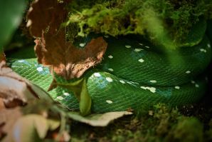 Mostra serpenti - Reptiles Nest