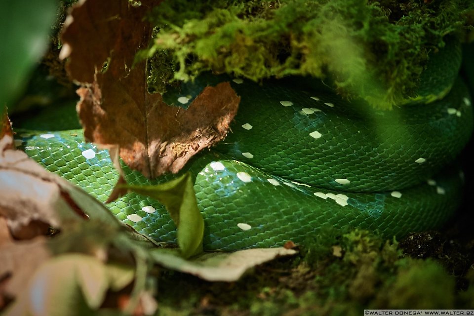 Pitone verde Mostra serpenti - Reptiles Nest