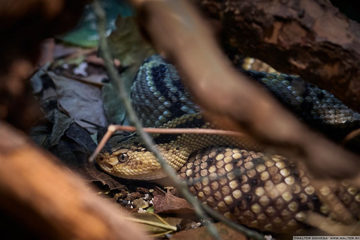 Serpente a sonagli tropicale Mostra serpenti - Reptiles Nest
