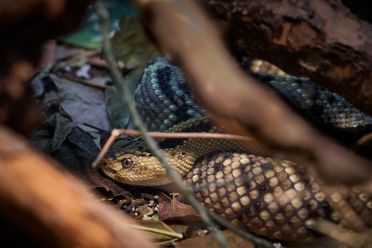 Mostra serpenti - Reptiles Nest