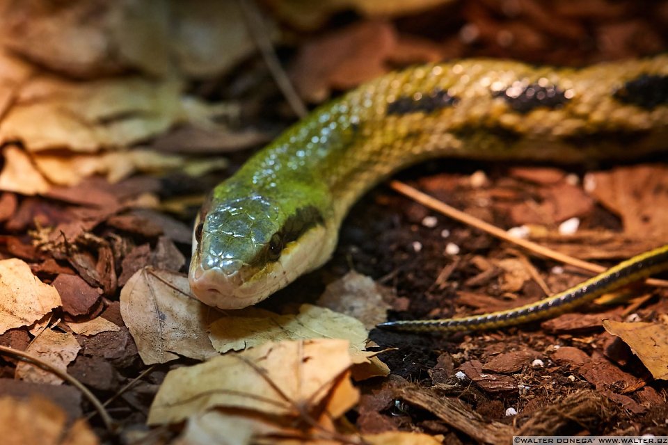 Serpente bello Mostra serpenti - Reptiles Nest