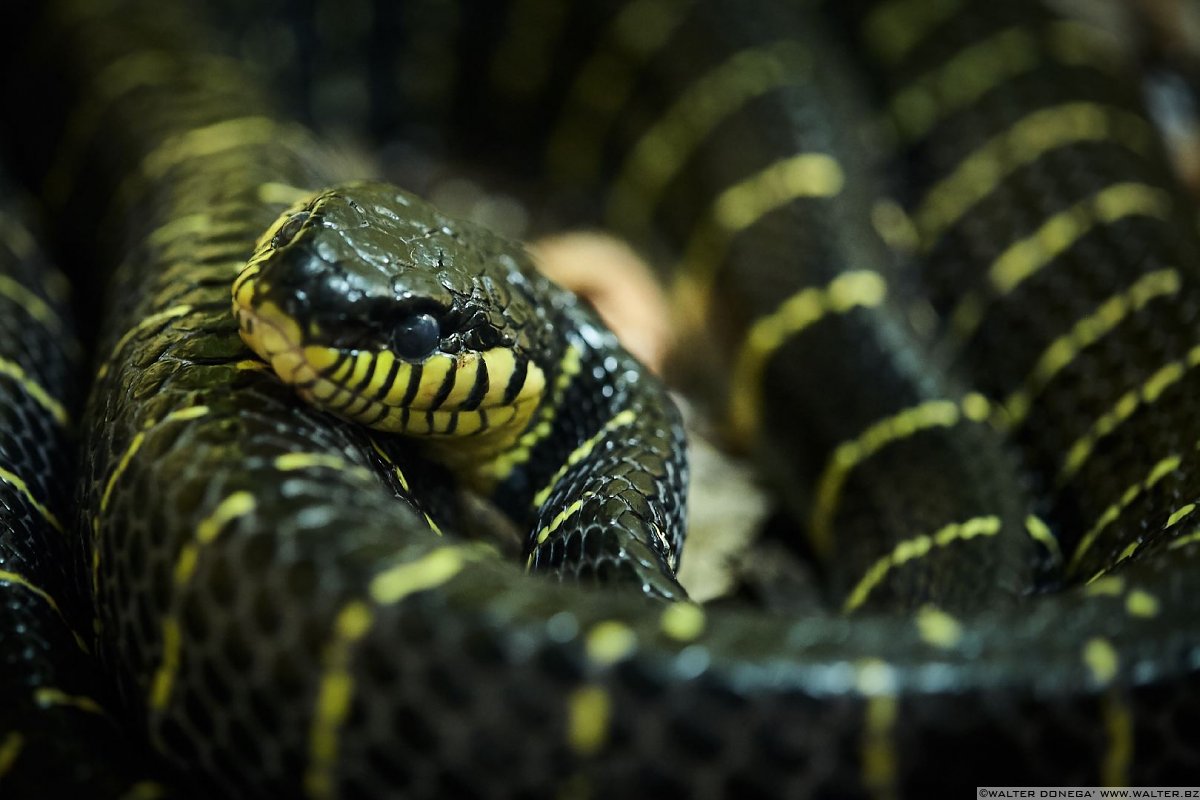 Serpente delle mangrovie Mostra serpenti - Reptiles Nest