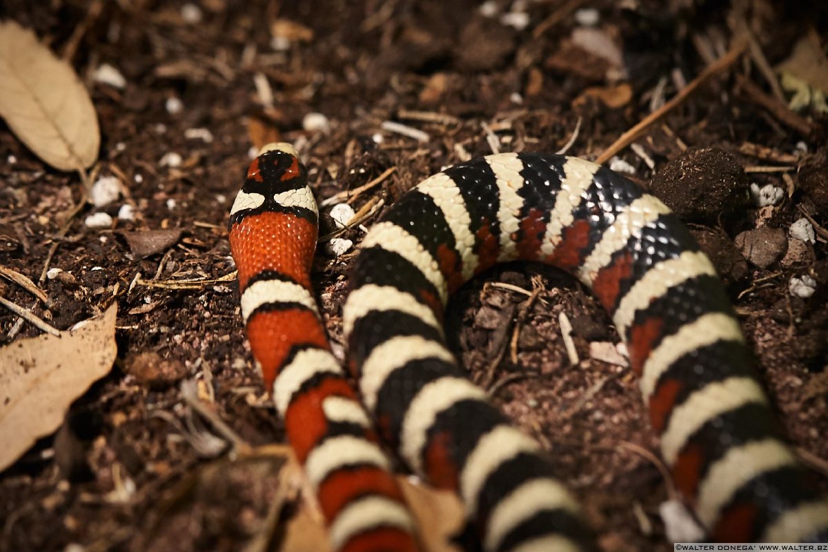 Serpente reale Mostra serpenti - Reptiles Nest
