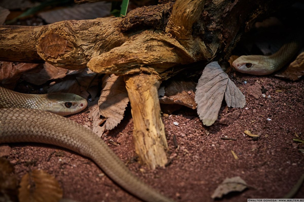 Taipan Mostra serpenti - Reptiles Nest