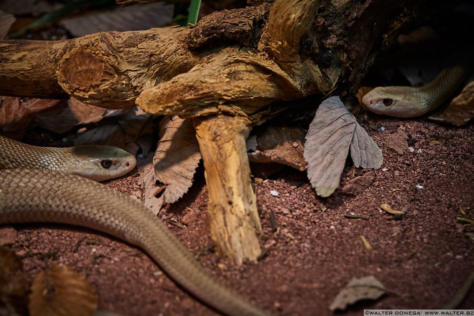 Taipan Mostra serpenti - Reptiles Nest