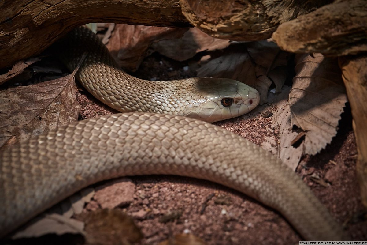 Taipan Mostra serpenti - Reptiles Nest