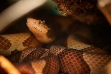 Mostra serpenti - Reptiles Nest