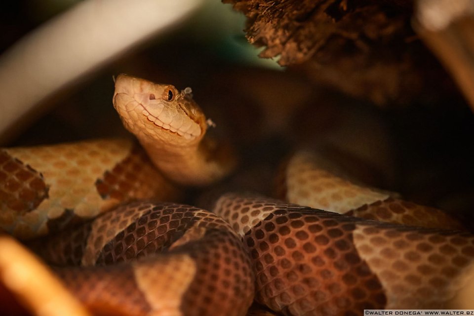 Testa di rame Mostra serpenti - Reptiles Nest