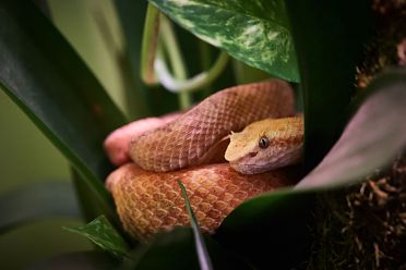 Mostra serpenti - Reptiles Nest