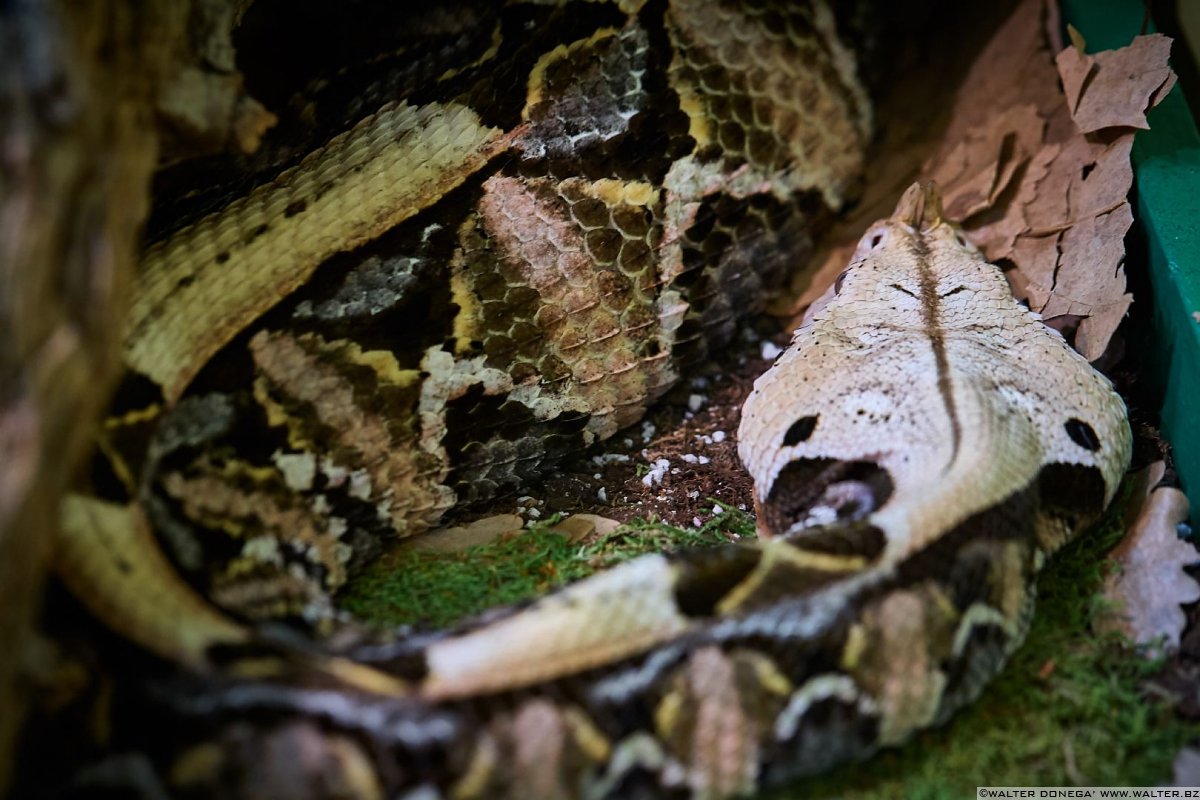 Vipera del Gabon Mostra serpenti - Reptiles Nest