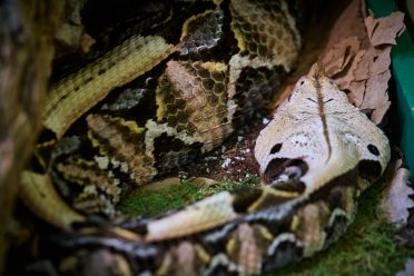Mostra serpenti - Reptiles Nest
