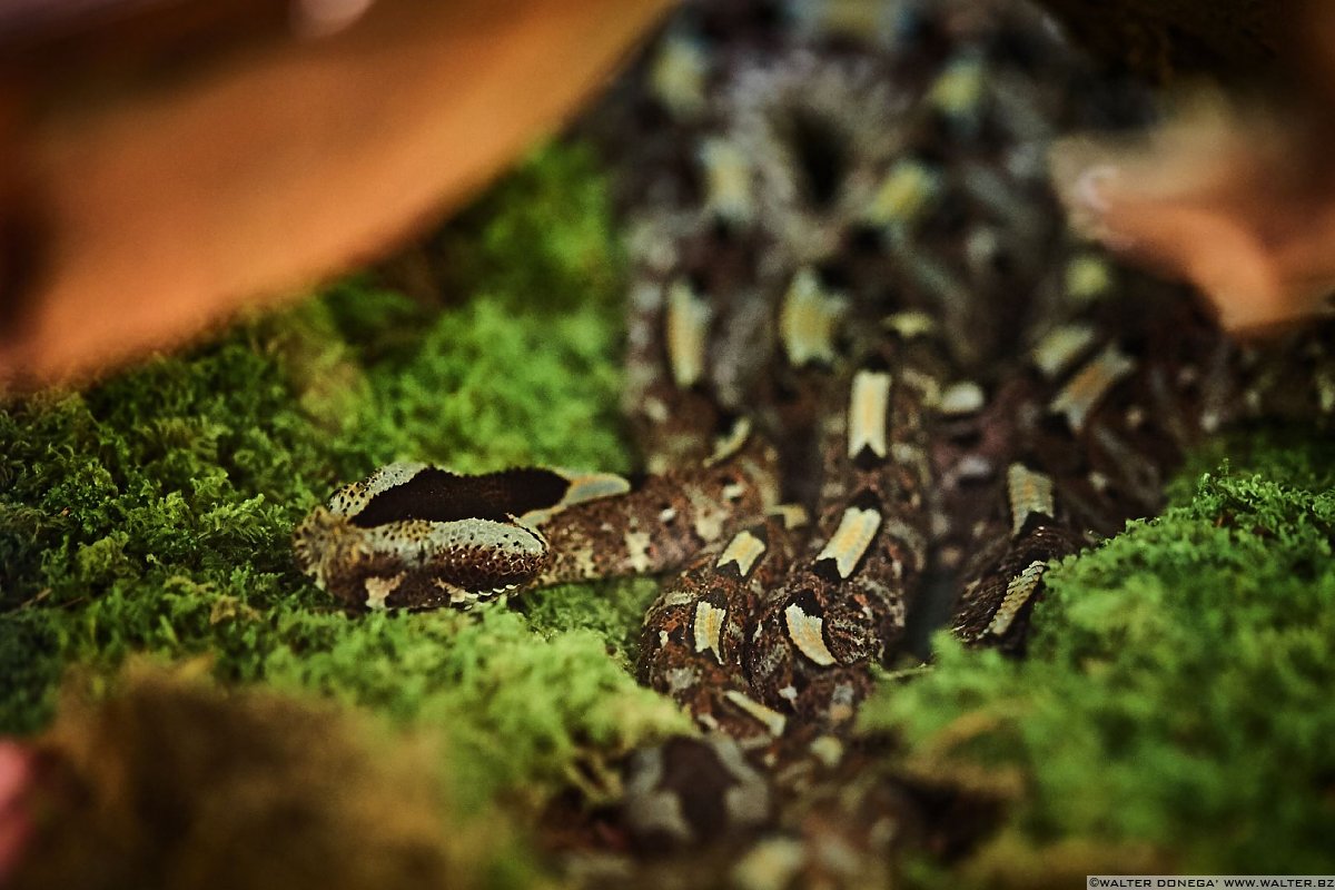 Vipera del Gabon Mostra serpenti - Reptiles Nest