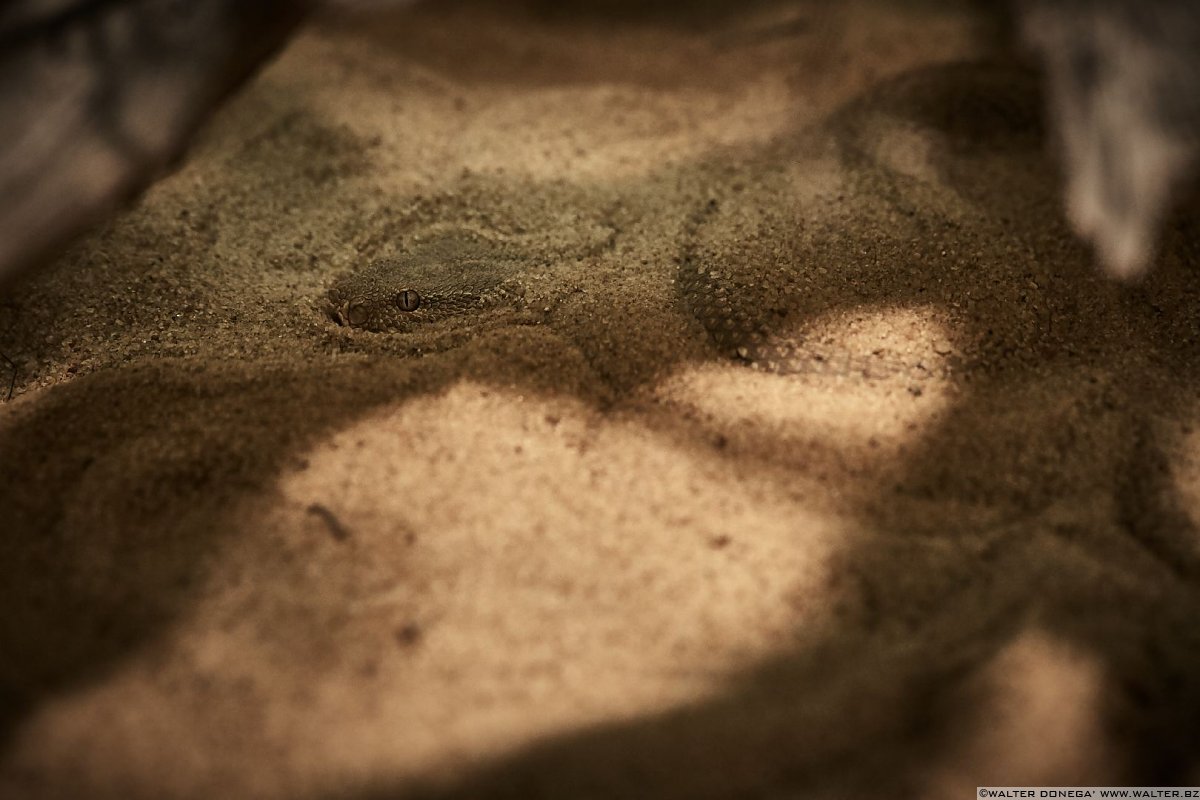 Vipera del deserto di McMahon Mostra serpenti - Reptiles Nest