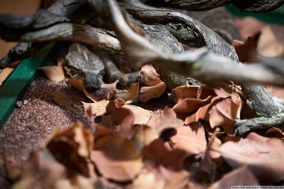 Vipera della morte Mostra serpenti - Reptiles Nest