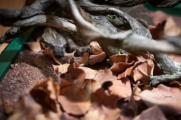 Mostra serpenti - Reptiles Nest