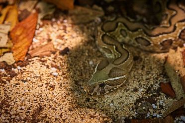 Mostra serpenti - Reptiles Nest