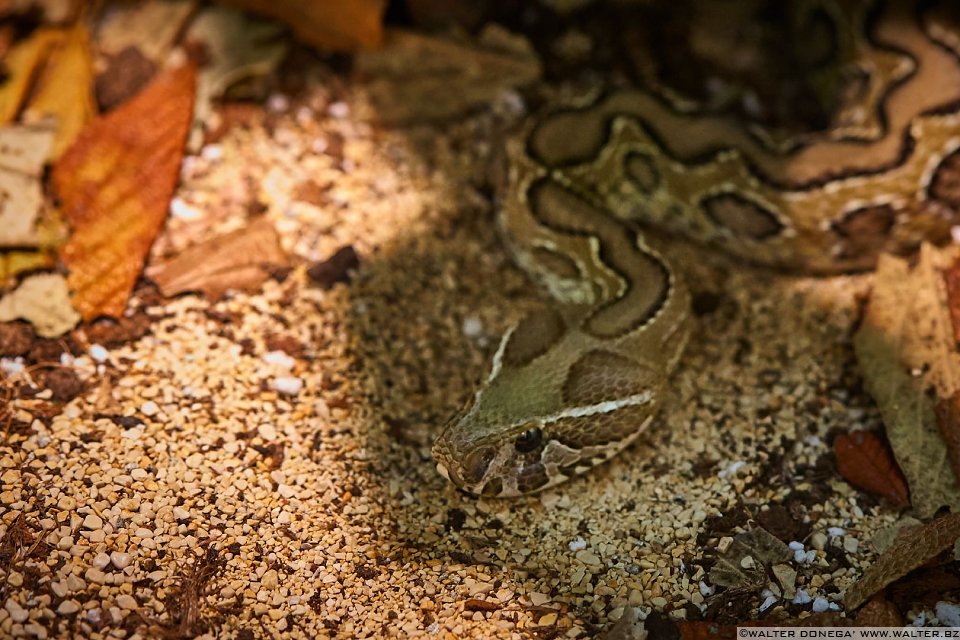 Vipera di Russel Mostra serpenti - Reptiles Nest