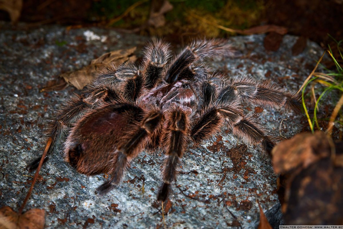  Macrofotografia con ragni e scorpioni 