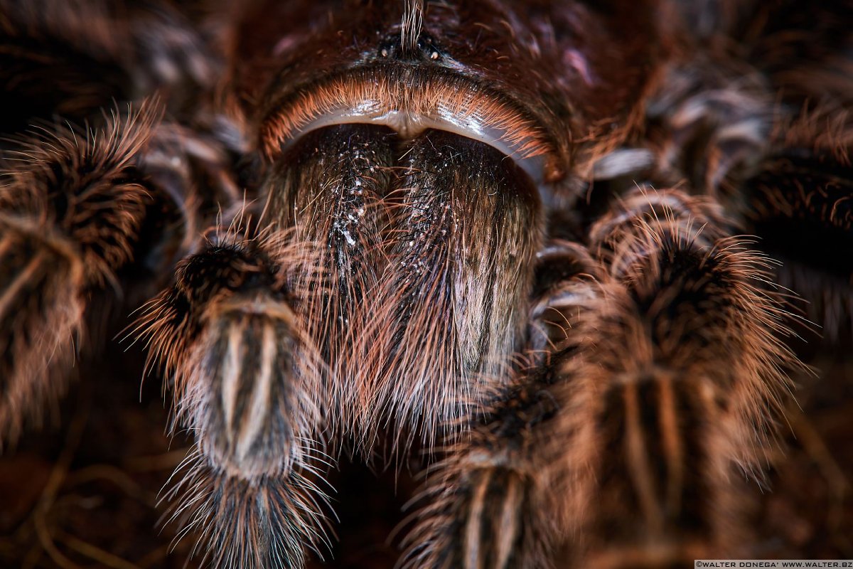  Macrofotografia con ragni e scorpioni 