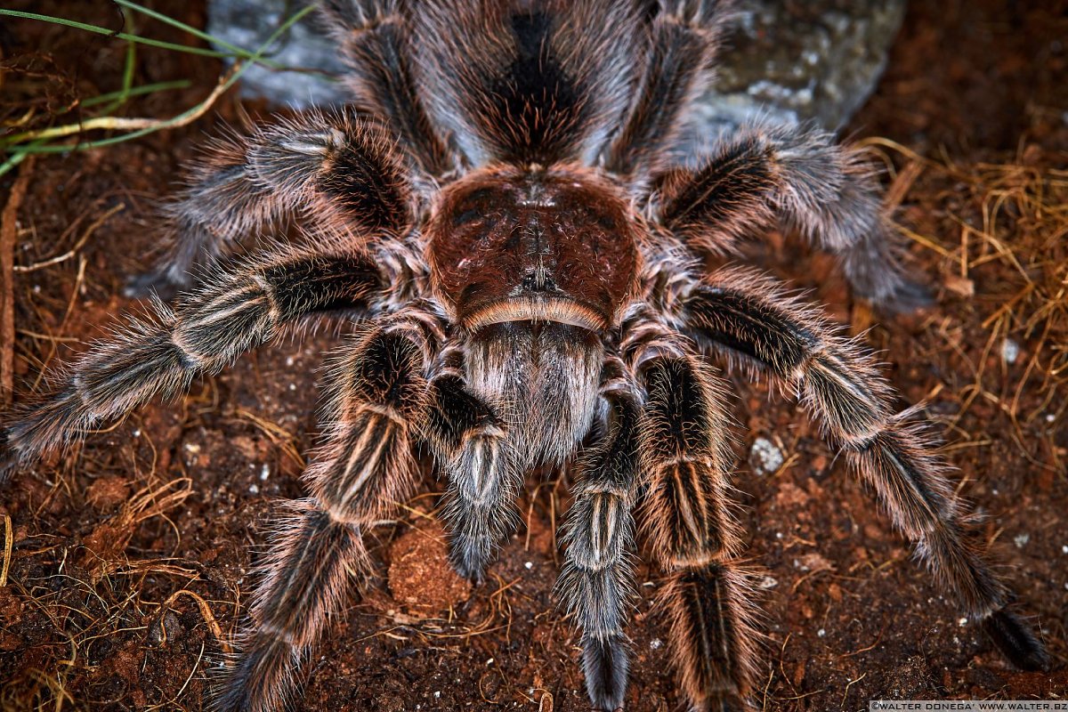  Macrofotografia con ragni e scorpioni 