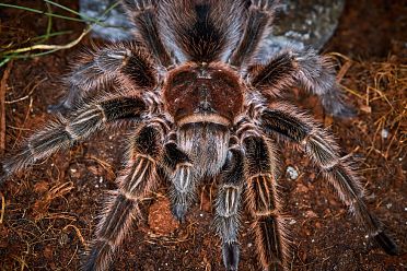 Macrofotografia con ragni e scorpioni