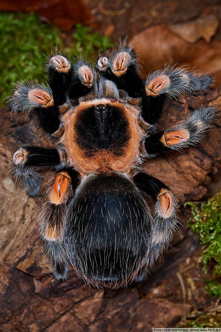 Macrofotografia Con Ragni E Scorpioni | Varie | Alto Adige, Trentino ...