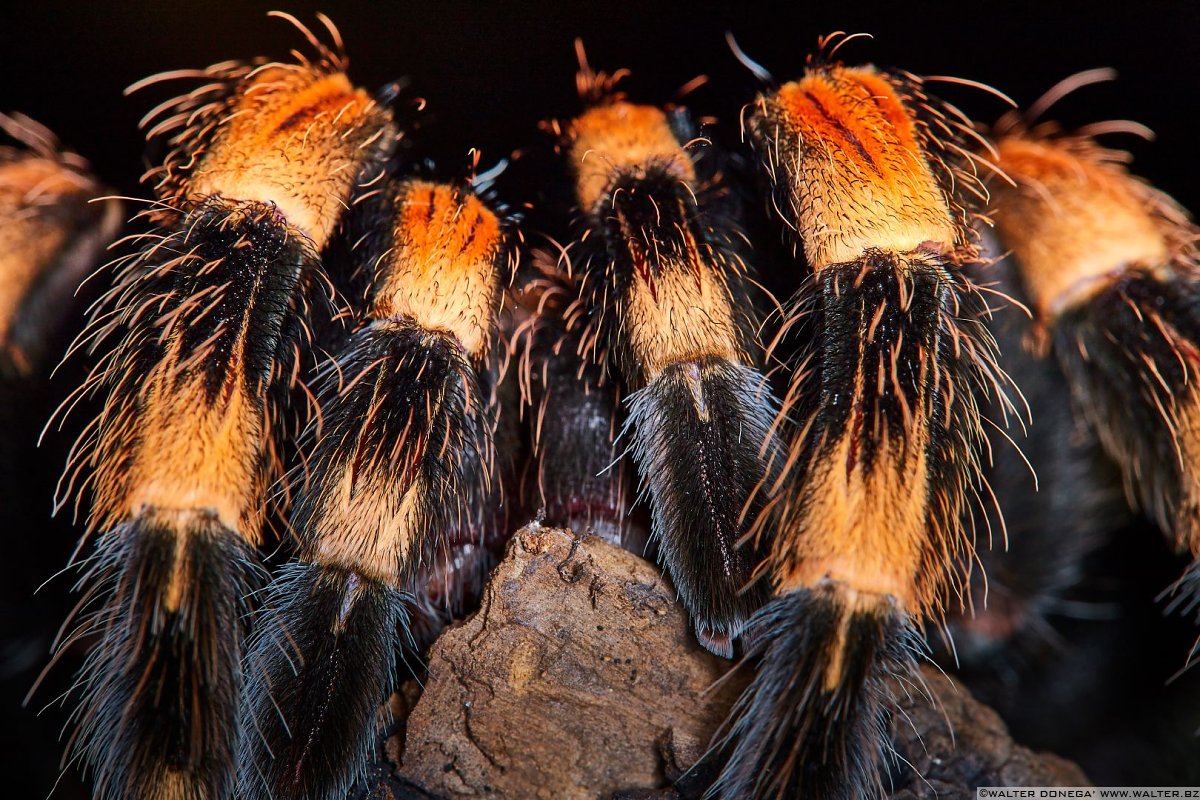  Macrofotografia con ragni e scorpioni 