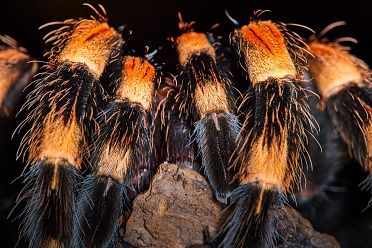 Macrofotografia con ragni e scorpioni