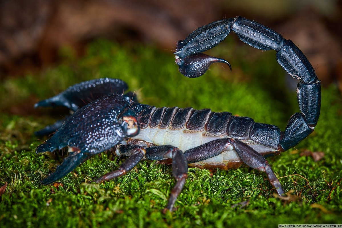  Macrofotografia con ragni e scorpioni 